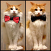 Purrfect Pet Bow Tie Suck UK